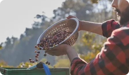 Tuzsuz Zeytin Nasıl Üretilir? Üretim ve Seçim Rehberi