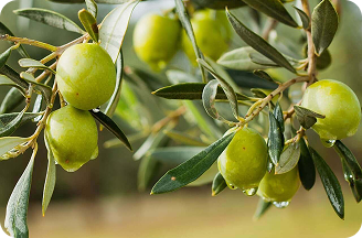 Yeşil Zeytin